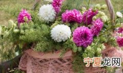 雏菊盆栽怎么养好看 养小雏菊用什么花盆