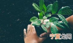 水生盆栽怎么养 盆栽水生植物如何养殖