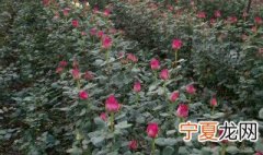 红玫瑰怎么种植 红玫瑰怎么种