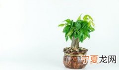 寓意好的盆栽花卉 什么盆栽的寓意好