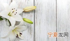 百合花种植方法 如何种植百合花