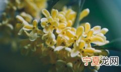 怎么能让桂花多开花 怎样才能让桂花盆栽大量开花