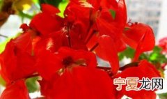 四季梅种子怎么种 四季梅播种