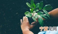什么盆栽好看又好养 什么盆栽好看又好养还便宜