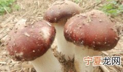 菌子怎么种 菌子怎么种植种子的方法