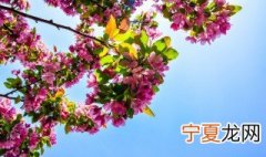 长春花种子怎么种 长春花种子怎么种植