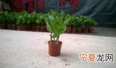 金钱树浇什么营养液 盆栽金钱树怎么用营养液