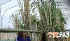 皇竹储存方法 皇竹储存的方法