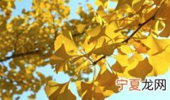 银杏树苗怎么培育 银杏树苗怎么育苗的