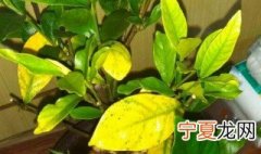 绿植一直黄叶怎么办 绿叶盆栽总黄叶怎么办