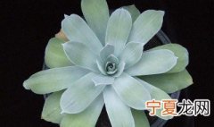 什么是仙女杯 什么是仙女杯子