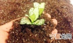 盆栽花卉的底肥怎么施 花卉上盆怎么施底肥