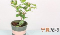 茶花春季怎么浇水 春天盆栽茶花怎么浇水