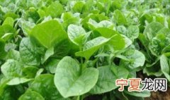 木耳菜的种植方法 木耳菜的种植方法简单介绍
