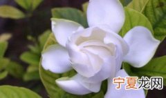栀子花老叶发黄是怎么回事 栀子花老黄叶子怎么回事