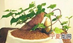 盆种红薯的方法与技术 土培红薯盆栽怎样管理