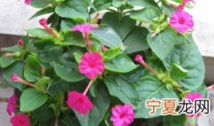 胭脂花怎么种 胭脂花怎么种植视频