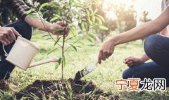 适合树下种植的经济作物 适合树下种植的农作物有哪些