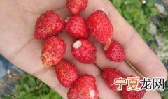 草莓籽为什么有的是黑的 草莓籽有黑毛