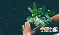 怎样养植玉树 盆栽的玉树如何养殖
