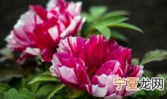 牡丹过冬方法 关于牡丹过冬的方法