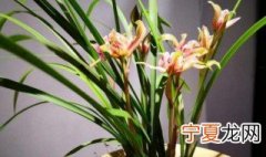 兰花为什么不开花 兰花不开花的原因是什么