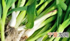 怎么无土栽培蒜苗 不用土怎么种蒜苗