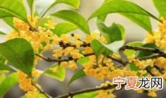桂花树叶子尖干枯怎么办 桂花树叶子尖干枯的处理方法