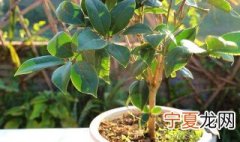 茶花换盆方法 换盆的步骤是什么