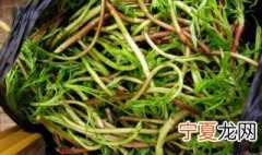 泥蒿根如何保存 泥蒿根怎么存放