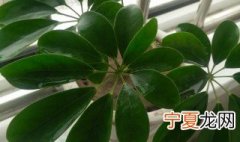 摇钱树是什么意思 摇钱树是什么?
