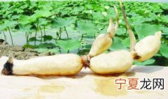 水缸怎么种藕 水缸怎么种藕苗