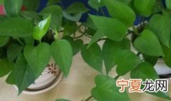 怎么养绿萝才茂盛施肥 养绿箩的方法