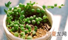 佛珠怎么养才爆盆 佛珠怎么养好
