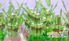 卧室里养什么花最好 这些花卉气味温和不伤人