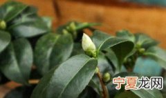 刚栽的山茶花怎么浇水 盆栽山茶花怎样浇水