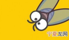 蝉的养殖方法 如何养蝉比较好