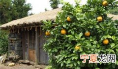 门前种什么树好 什么树种门前好