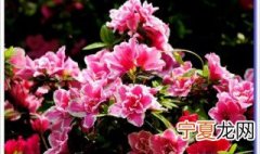 小叶杜鹃花的养殖方法 小叶杜鹃花怎么养殖