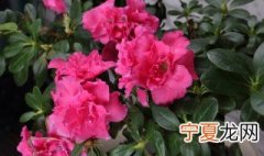 杜鹃花一年开几次花期 盆栽杜鹃花一年开几次花