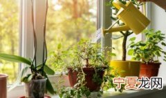 盆栽铁树多久浇一次水 铁树盆栽一次浇多少水呢
