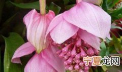 宝莲灯花适合家里养 宝莲灯花的介绍
