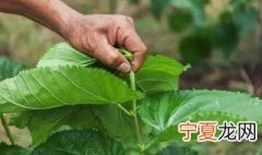 摘新鲜的桑叶能放冰箱冷冻吗 新鲜桑叶可以冷冻保存吗