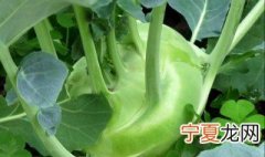 芥兰怎么种植又嫩又绿 芥兰怎么种