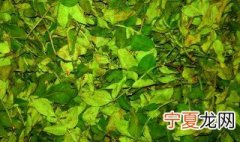 干花椒叶储存方法 怎样储存干花椒叶
