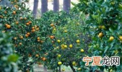 盆栽柠檬树怎么养长得好 柠檬树怎么养 盆栽