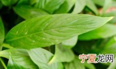 室内盆栽白掌怎么养 白掌花卉怎么养