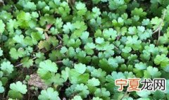 什么是铺地锦 铺地锦是什么意思