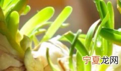水仙花种球选大的还是小的好看 水仙花种球选大的还是小的好