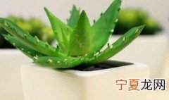 怎么样种植芦荟 盆栽芦荟的养殖方法 盆栽芦荟如何养殖